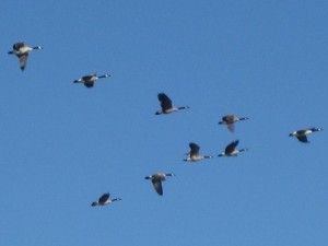 geese!