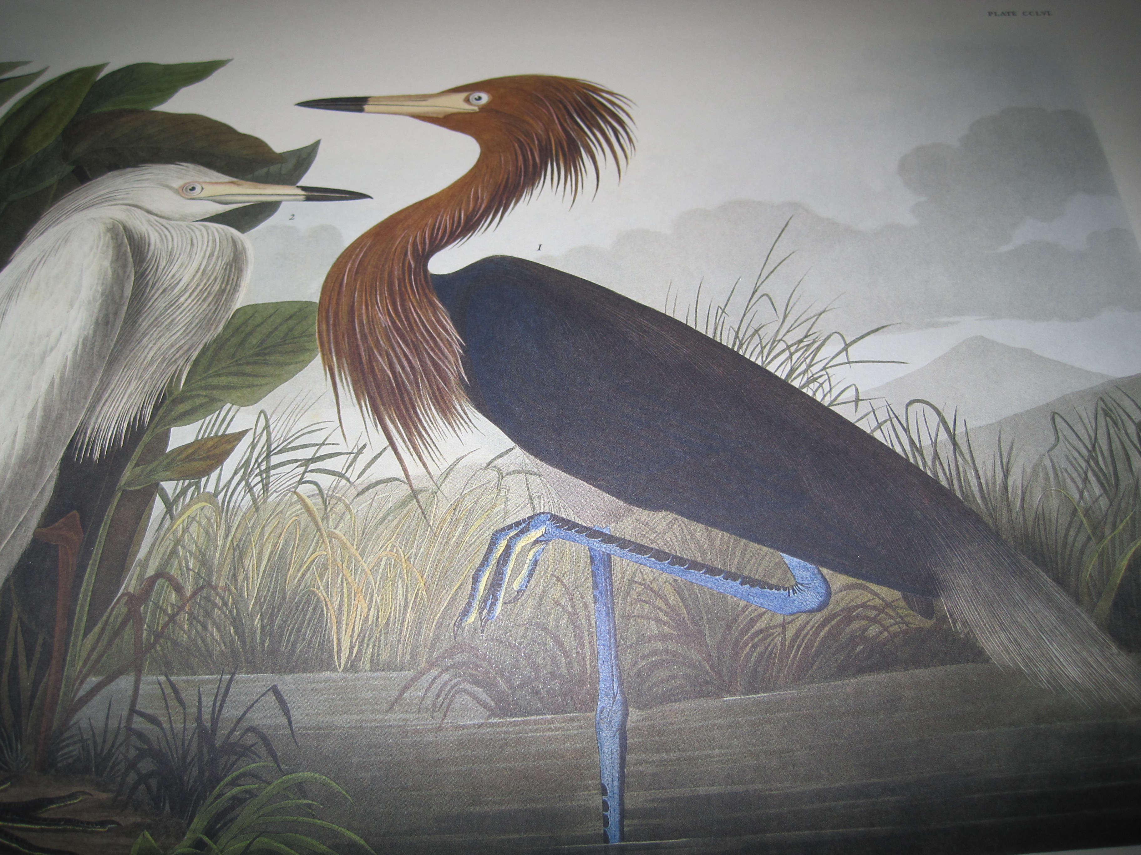 What if Audubon had kept his day job?